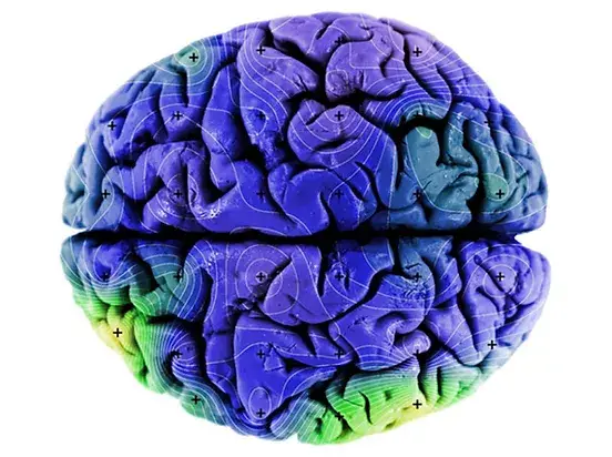 An illustration of a human brain.